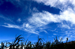 尾瀬の空