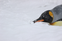 ペンギン