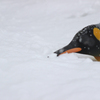 ペンギン