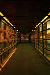 秋色に染まったこの道を。