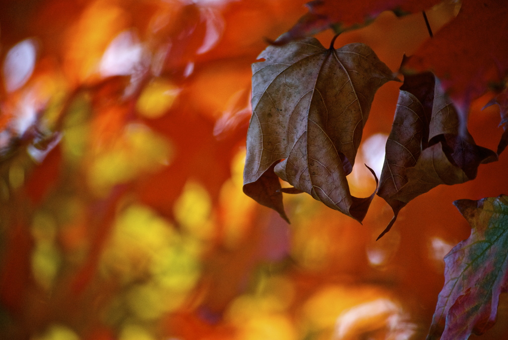 僕の分まで、精一杯生きて。
