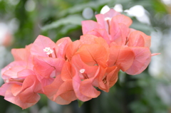 癒しの花