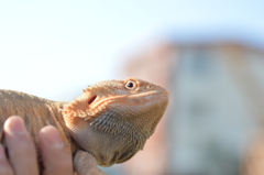 特別な子です