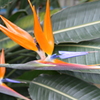 熱帯植物