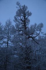 樹氷