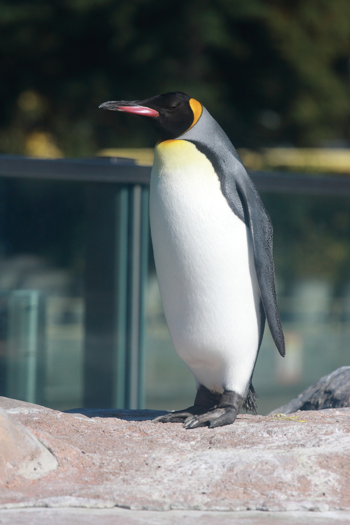 ペンギン