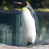 ペンギン