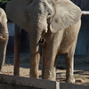 アフリカゾウ