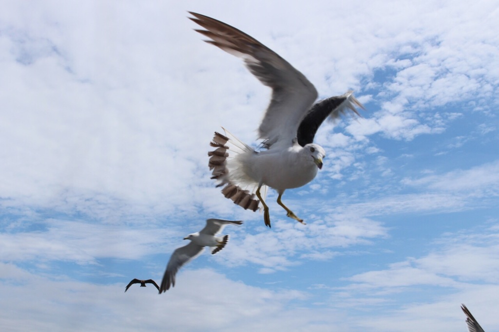 カモメ