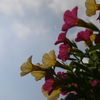 朝日に向って