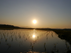 水田の夕日