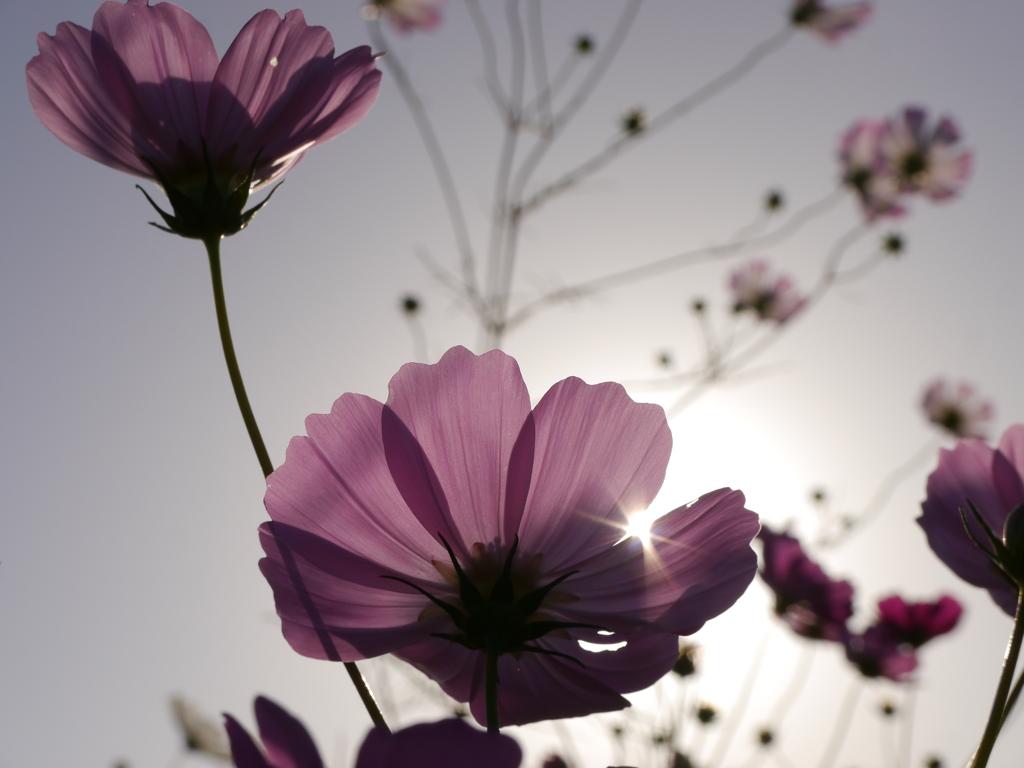 私なりの秋桜撮り