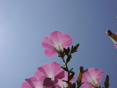 青空と庭花2