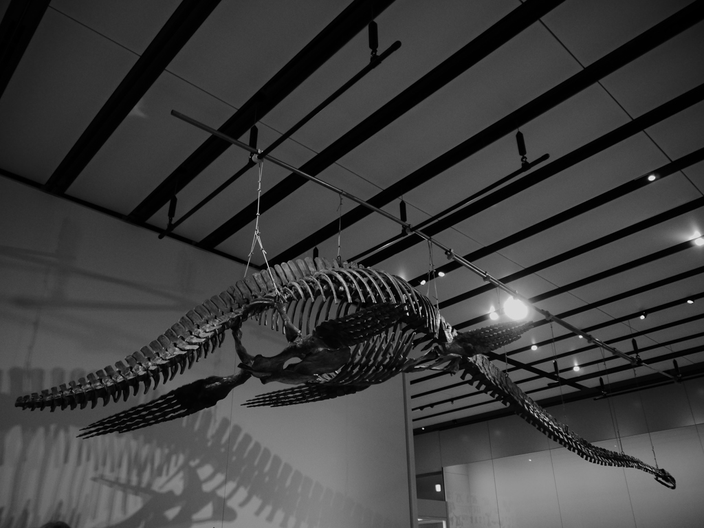 三重県総合博物館展示の化石　モノクロ2