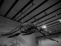 三重県総合博物館展示の化石　モノクロ2