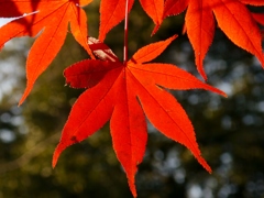2013紅葉02