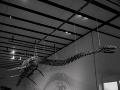 三重県総合博物館展示の化石　モノクロ3