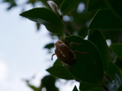 夏の忘れ物