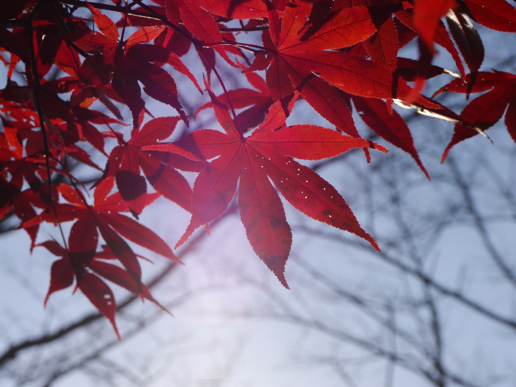 2013紅葉03