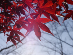 2013紅葉03