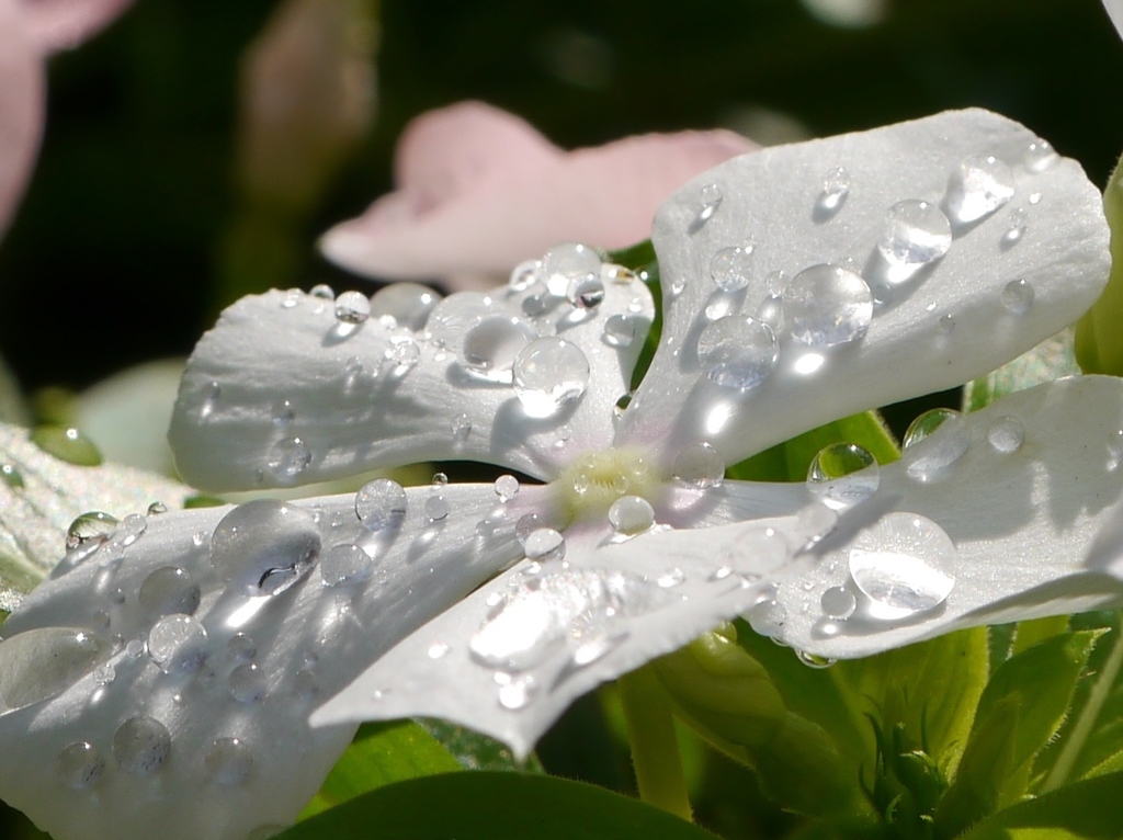 昨夜の雨がキラキラ２