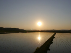 水田に映る夕日
