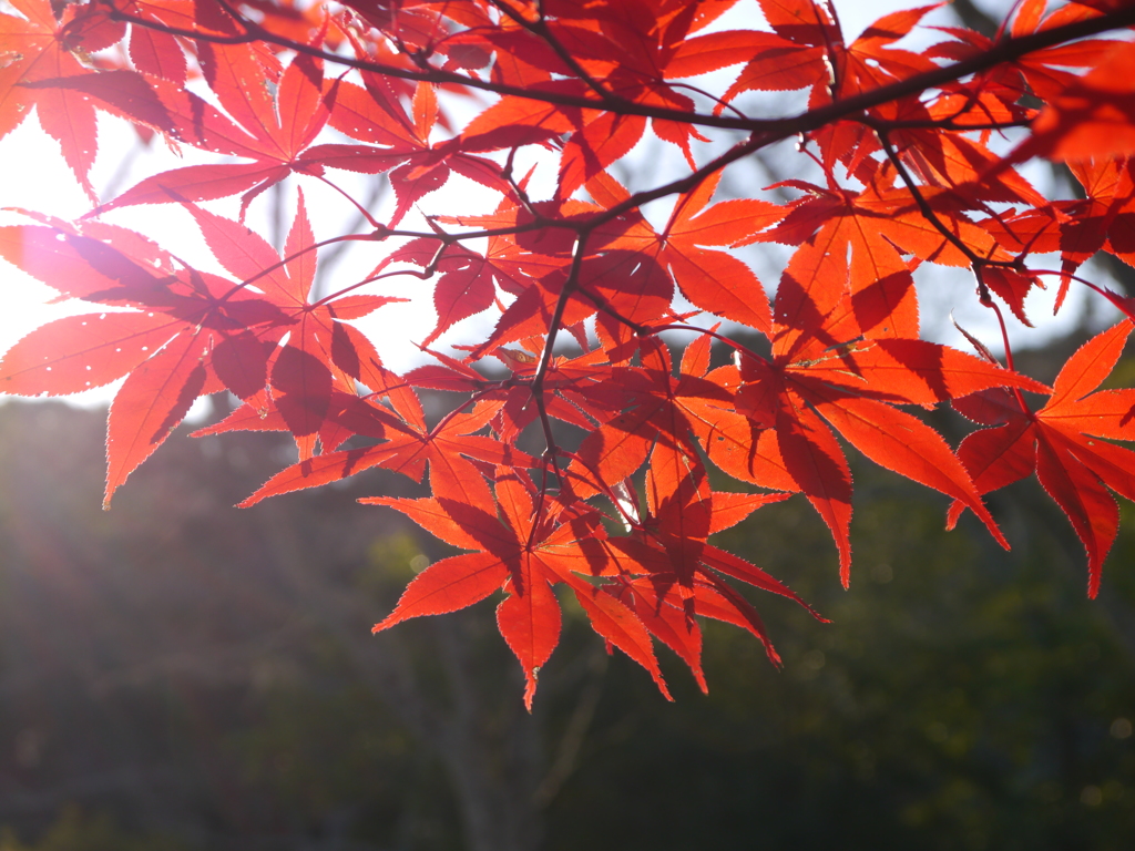 2013紅葉01