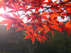 2013紅葉01