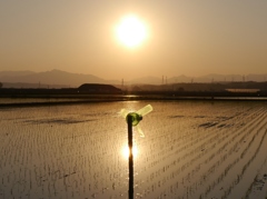 初夏の水田風景