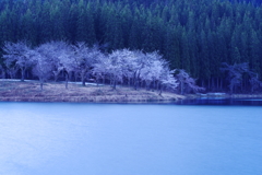 夜明けの桜