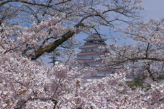 桜と鶴ヶ城