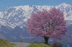 野平の桜