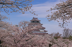 桜と鶴ヶ城2