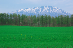 新緑と岩手山