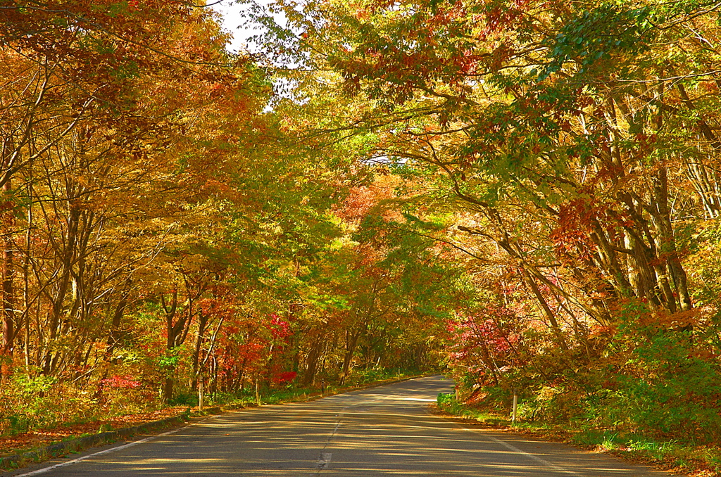 紅葉トンネル