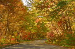 紅葉トンネル