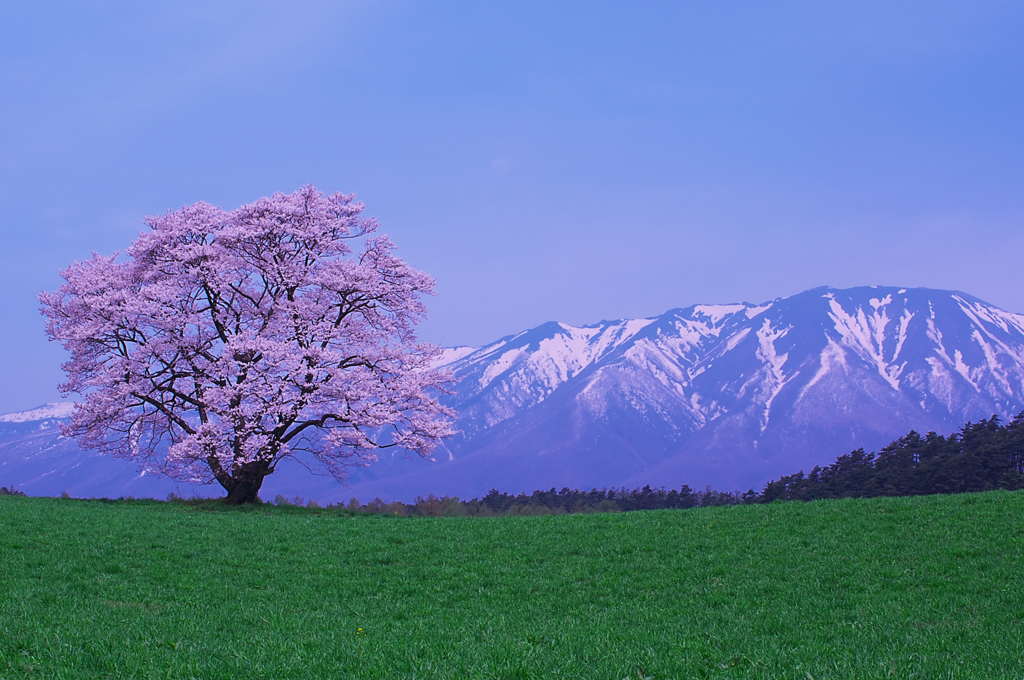小岩井農場の一本桜その２