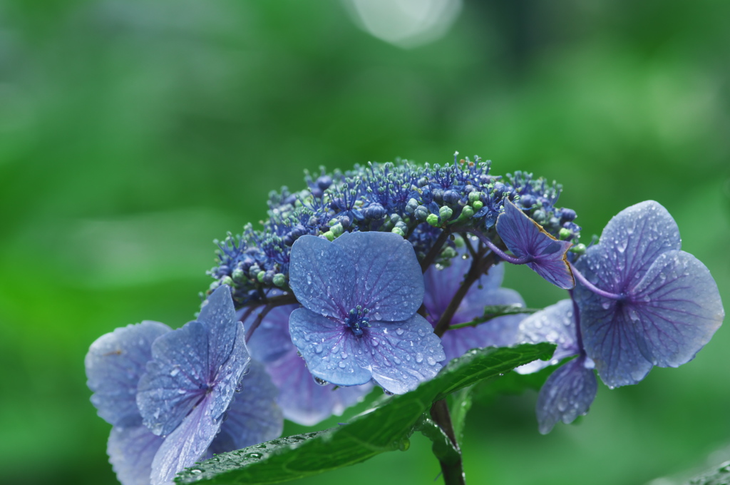雨の日の紫陽花