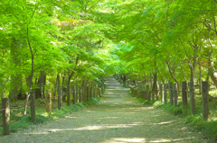 新緑の道