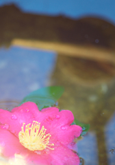 浮かぶ寒椿