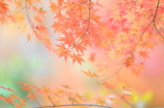 嵐山渓谷の紅葉