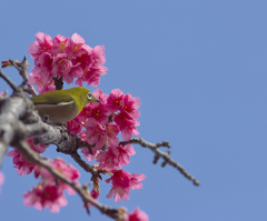 緋寒桜とメジロ