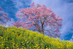福島の桜咲く