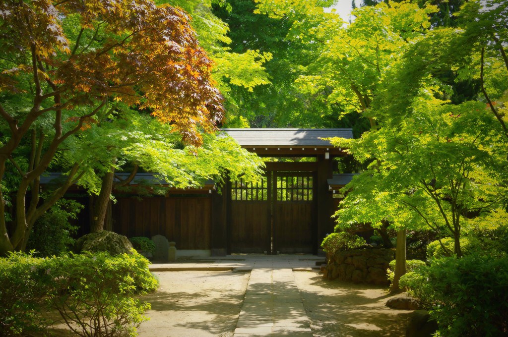 新緑の平林寺