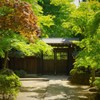 新緑の平林寺
