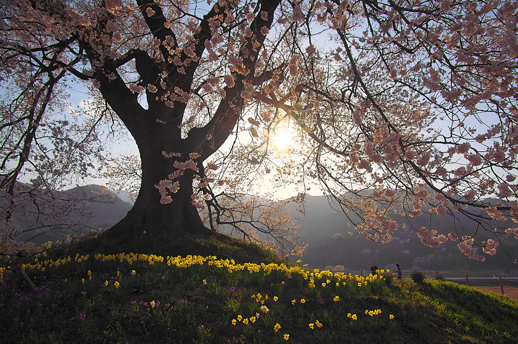 桜の下