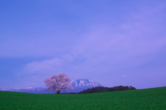 小岩井農場の一本桜