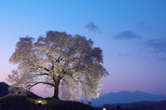 わに塚の桜