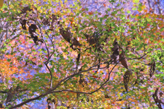 終わりかけの紅葉