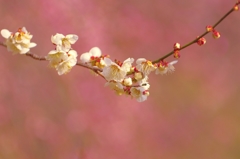 白梅